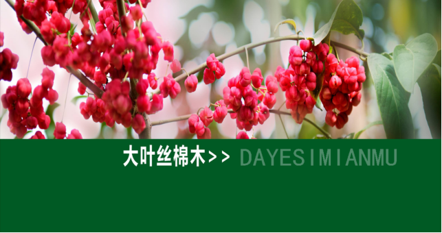 大叶丝棉木